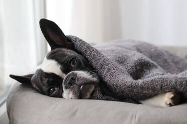 Nahaufnahme einer französischen Bulldogge, die auf einem Haustierbett ruht - EYF06952