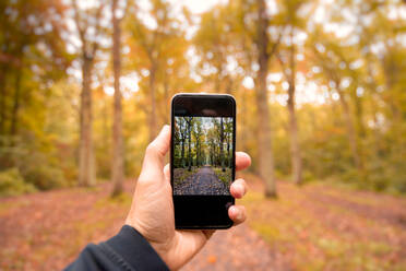 Cropped Hand Of Man Photographing Autumn Trees In Forest - EYF07006