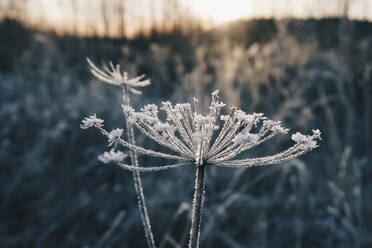 Close-Up Of Frozen Plant - EYF07112