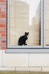 Katze am Fenster sitzend - EYF07116