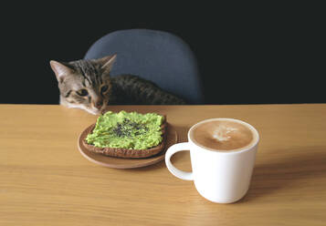 Tabby Cat Blick auf getoastetes Brot und Kaffeetasse auf dem Tisch vor schwarzem Hintergrund - EYF07120