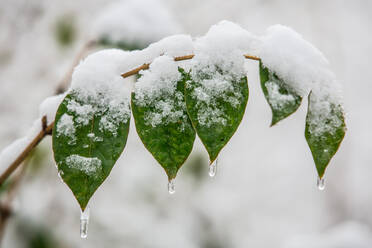 Nahaufnahme von Schnee auf der Pflanze im Winter - EYF07141