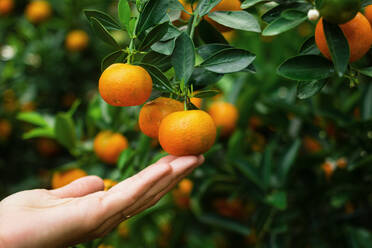 Nahaufnahme der menschlichen Hand hält Orange hängen von Obstbaum - EYF07174
