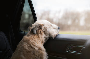 Flauschiger Hund, dessen Kopf aus dem offenen Fenster eines Autos ragt. - CAVF85553