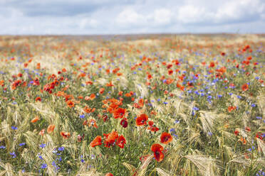 Poppies and cornflowers blooming in summer meadow - ASCF01403