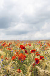 Poppies and cornflowers blooming in summer meadow - ASCF01404