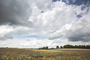 Große weiße Wolken über einer weiten Wiese im Sommer - ASCF01405