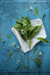 Frische Bärlauchblätter und -blüten (Allium ursinum) - ASF06635