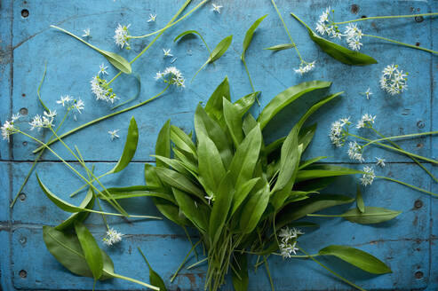 Fresh ramson (Allium ursinum) leaves and blossoms - ASF06636