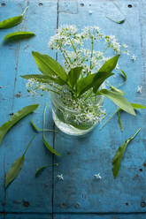 Frischer Bärlauch (Allium ursinum), Blätter und Blüten im Glas - ASF06637