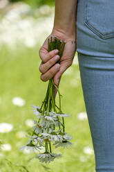 Close-up of young woman's hand holding oxeye daisies in park - LBF03080
