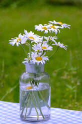 Nahaufnahme von Ochsenaugen-Gänseblümchen in einer Flasche auf einem Tisch im Park - LBF03084