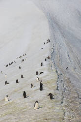 Pinguin-Kolonie in Hope Bay - RUNF03655