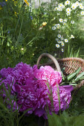 Weidenkorb mit rosa blühenden Rosen - GISF00617