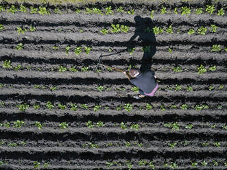 Luftaufnahme eines Mannes bei der Arbeit auf einem Kartoffelacker - KNTF04718