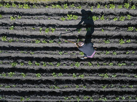 Luftaufnahme eines Mannes bei der Arbeit auf einem Kartoffelacker - KNTF04718
