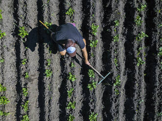 Aerial view of man working on potato field - KNTF04721