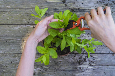 Hände einer Frau, die beim Umpflanzen von Minze eine Gartenschere benutzt - SKCF00627