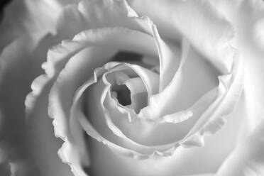 Kopf einer weiß blühenden Rose - JTF01587