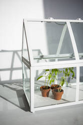 Potted tomato seedlings in small indoor greenhouse - OJF00411