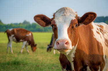 Close-Up Portrait Of Cow On Landscape - EYF07206