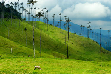 Cow Grazing On Field Against Sky - EYF07244