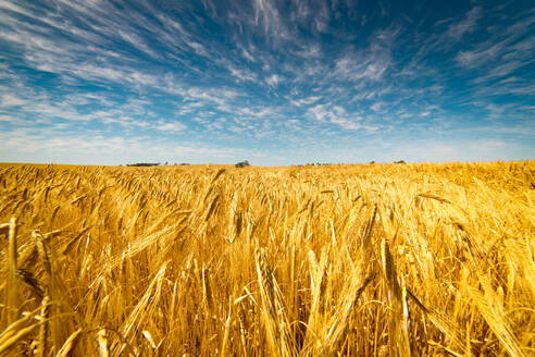 Scenic Ansicht von Weizenfeld gegen Himmel - EYF07268