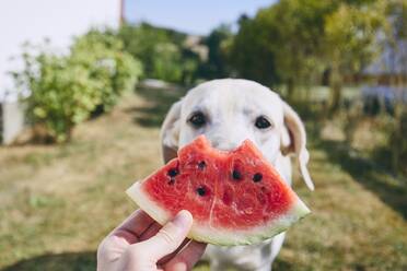 Nahaufnahme der Hand hält Wassermelone zu Hund im Hof - EYF07345