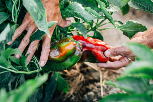 Nahaufnahme einer Frau, die auf einem Bio-Bauernhof Paprika pflückt - EYF07353