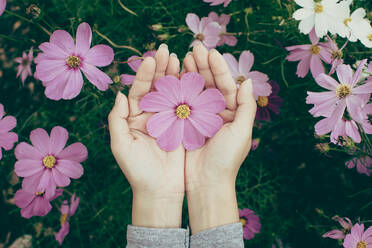 Cropped Hands Of Woman Holding Purple Flowering Plants - EYF07374