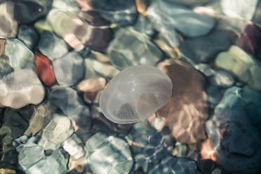 Unterwasseransicht von Quallen, die im klaren Wasser des Schwarzen Meeres schwimmen - WVF01803