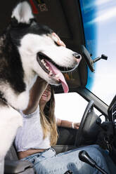 Cheerful woman stroking husky while driving sports utility vehicle on road trip - JCMF00902