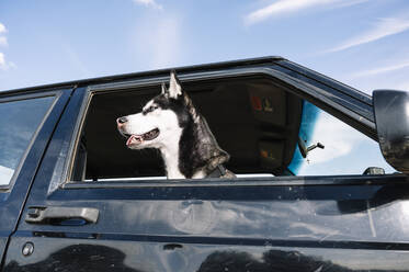 Husky schaut aus dem Fahrzeugfenster - JCMF00903