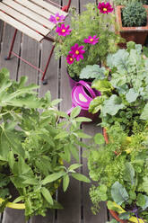 Blumen und Gemüse im Balkongarten - GWF06603