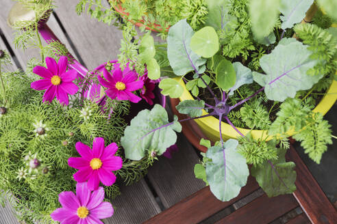 Blumen und Gemüse im Balkongarten - GWF06605