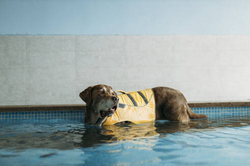 Brauner Labrador Retriever mit Schwimmweste im Schwimmbad eines Physiotherapiezentrums - GMLF00263