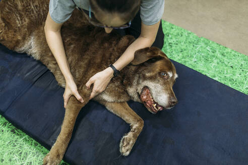 Physiotherapeutin massiert die Gliedmaßen eines alten Labrador Retrievers auf Schaumstoff - GMLF00272