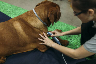 Physiotherapist giving laser treatment to old Labrador Retriever at center - GMLF00275