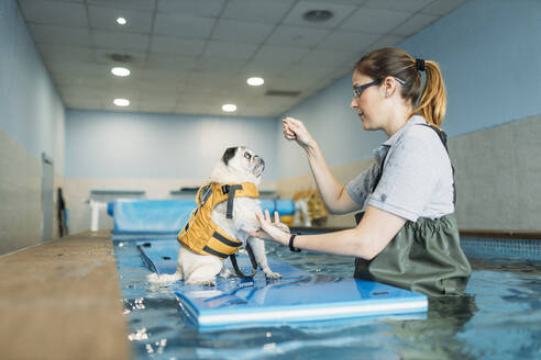 Female physiotherapist training pug dog on inflatable raft in swimming pool at center - GMLF00279