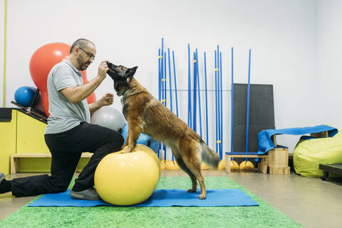 Männliche Physiotherapeutin trainiert Malinois Belgischer Schäferhund auf Fitnessball in Zentrum, lizenzfreies Stockfoto