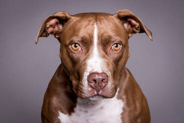 Kopfschuss eines Pitbulls mit Blick auf die Kamera - EYF07413