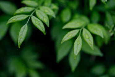 Nahaufnahme von frischen grünen Blättern - EYF07432
