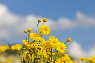 Close-Up Of Yellow Flowering Plant In Field Against Sky - EYF07454