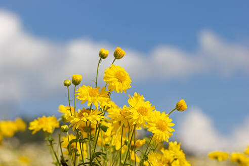 Nahaufnahme der gelben blühenden Pflanze im Feld gegen den Himmel - EYF07454