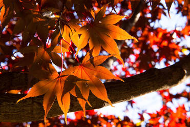 Close-Up Of Maple Leaves On Tree - EYF07459
