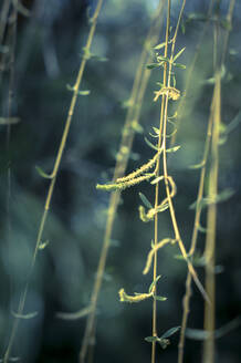 Close-Up Of Willow Tree - EYF07465