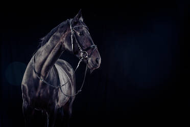Nahaufnahme eines Pferdes vor schwarzem Hintergrund - EYF07490