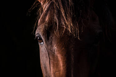 Porträt eines braunen Pferdes vor schwarzem Hintergrund - EYF07500