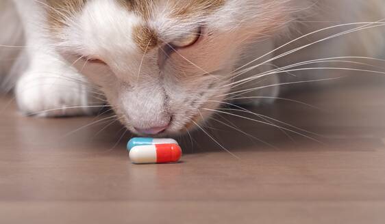 Close-Up Of Cat Smelling Medicines On Table - EYF07559