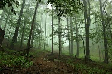 Trees In Forest - EYF07579